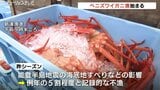 「たくさん獲れたほう、うれしい」 富山湾の秋の味覚 ベニズワイガニの初水揚げ 昨季は記録的な不漁も巻き返しへ | 富山のニュース|天気・防災|チューリップテレビ