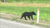 宮城県が「クマ出没シーズン予報」の発表を開始　初回の予報は？　|　宮城のニュース│tbc NEWS│tbc東北放送
