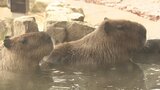 「カピバラの露天風呂」お湯は40℃ 本格的な冬の到来に備え動物園も冬支度|TBS NEWS DIG