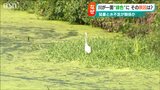 これも猛暑の影響?一級河川が一面『緑色のじゅうたん』に… 新潟・新発田市|TBS NEWS DIG