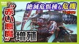 『赤い悪魔』が増殖！生態系を壊すアメリカザリガニ駆除現場にカメラが密着...捕獲したザリガニは"特製フレーク"にして魚の餌に！？|TBS NEWS DIG