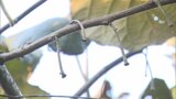 「キウイが盗まれた」 収穫前のキウイフルーツ約750キロ 県内で大規模フルーツ窃盗相次ぐ 複数が関与か | 福岡のニュース|RKB NEWS|RKB毎日放送