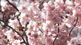 河津桜ようやく一部で見頃で賑わいも…名所の桜並木はただいま2分咲き 関係者「今週いっぱいが勝負」と躍起【静岡】 | 静岡のニュース | SBSNEWS | 静岡放送