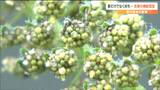 「鼻水ずるずる」秋の花粉症 原因は雑草の『ブタクサ』「猛暑の影響で飛散増加か」スギ花粉より強い症状の人も どう防いだらよいのか|TBS NEWS DIG