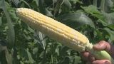 記録的猛暑続き「トウモロコシ」急成長　収穫作業に追われ農家は大忙し　うれしい悲鳴の一方、適度な雨も待ち望む日々　|　BSSニュース | BSS山陰放送