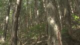 森林税「知らない」が4割 500円の税額や使い道知っているのは2割に留まる【県政アンケート調査】SNS使った若者へのアプローチなど積極的な情報発信展開へ|TBS NEWS DIG