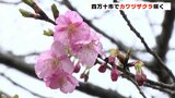 四万十市でカワヅザクラが例年よりも早く開花か 高知は4月中旬から下旬並みの気温|TBS NEWS DIG
