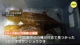 「このままでは日本のオオサンショウウオが消滅…」　“交雑種”　広島県内で初確認　|　RCC NEWS | 広島ニュース | RCC中国放送