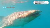 どうしてこんな所に　奄美市名瀬の港にジンベエザメ出現|TBS NEWS DIG