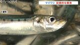 富山湾のマイワシ記録的豊漁 わずか2か月で年間平均に迫る 漁獲のピークが2月上旬に集中か | 富山のニュース|天気・防災|チューリップテレビ