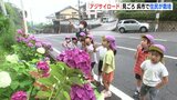 「アジサイロード」が見ごろ　住民が約40年前から栽培　広島･呉市　|　RCC NEWS | 広島ニュース | RCC中国放送