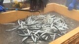水揚げ量去年のおよそ10倍!本州のトップを切り、大船渡でサンマ初水揚げ 浜は活気にあふれる|TBS NEWS DIG