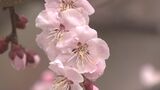 「一目十万本」千曲市のあんず27日開花 去年より3日早く…今は3分咲き|TBS NEWS DIG