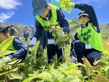 3000メートル級の立山連峰　雄大な景観をバックに中学生らが外来植物を除去　|　富山のニュース｜天気・防災｜チューリップテレビ
