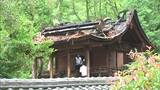 「以前のような姿を再建できたら」国宝の本殿屋根が焼け落ちた神社を文化庁が調査 本殿の再建を目指す方針【香川・坂出市】 | 岡山・香川のニュース | 天気 | RSK山陽放送