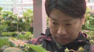 「日常を一緒に作りたい」　漁業の街・大船渡市を農業で復興へ　東北最大級のトマトの産地に　山梨の農業法人との絆【東日本大震災　3.11】　|　山梨のニュース | ＵＴＹテレビ山梨