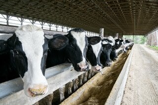 米国の牛肉不足緩和に一助か、乳牛飼養頭数が25年ぶり高水準| TBS CROSS DIG with Bloomberg