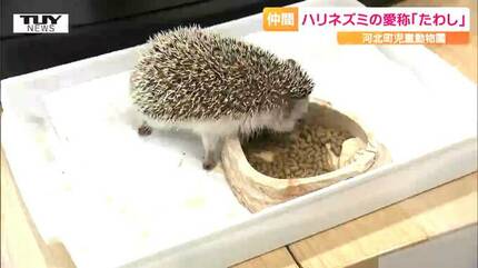かわいくない？ 飼育員の中では人気？ 河北町児童動物園のハリネズミの