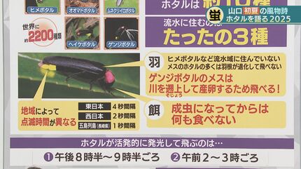 知れば知るほどわからない」専門家が語るホタルの神秘レア度MAX