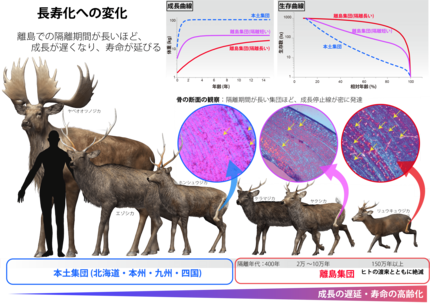 最新研究「シカの骨をスライスしたら分かったこと」離島に生息する