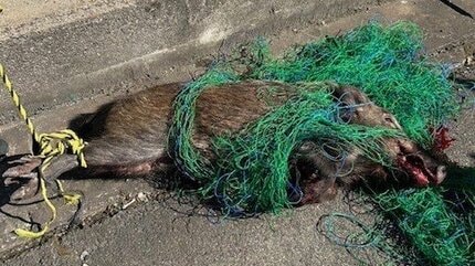 飛び上がるぞ！」血だらけのイノシシが工場内で逃げ回り従業員らが避難