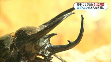 長男にせがまれたカブトムシが仕事に 年間約2万匹飼育・販売する