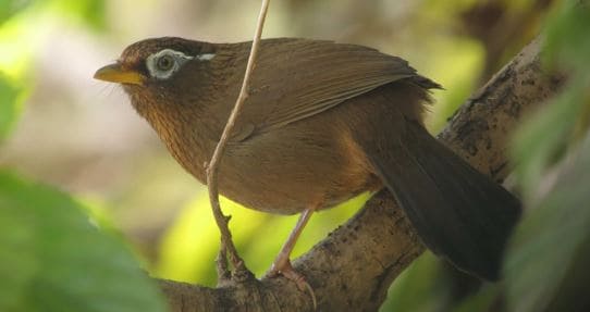 遂にアルプスなどの高山帯にも生息域拡大か　特定外来生物「ガビチョウ」研究グループが木曽駒ケ岳で動画撮影　在来の鳥への影響可能性に警鐘　長野　|　SBC NEWS | 長野のニュース | SBC信越放送