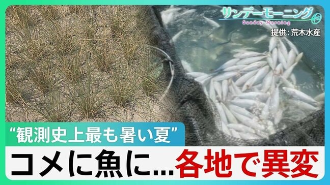 伊勢エビの水揚げ激減 高知ではハマチが大量死 “観測史上最も暑い夏” 各地で異変 影響はコメにまで...【サンデーモーニング】|TBS NEWS DIG