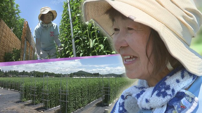 ただ今出荷の最盛期 新規就農者が増え、販売額が右肩上がり 岩手県雫石町のリンドウ|TBS NEWS DIG