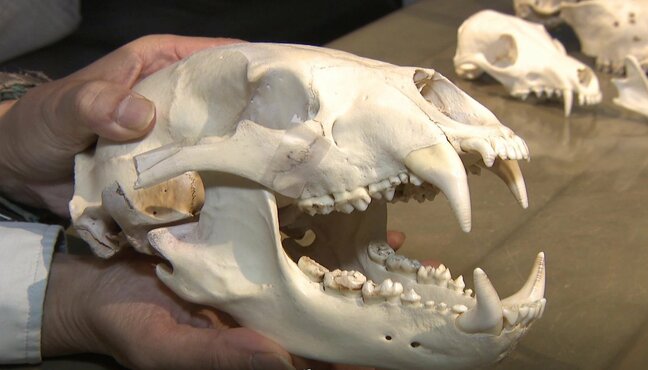 クマはなぜ危険を冒してまで市街地へ？その答えは人間に似た『奥歯』に？！|TBS NEWS DIG