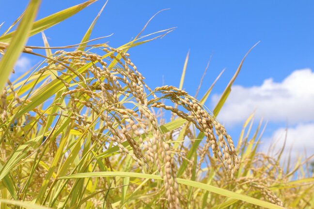 ”令和の米騒動”解消に期待　東北地方中心に「良」「やや良」　新潟県は2年ぶり「平年並み」　8月15日時点の作柄概況　|TBS NEWS DIG