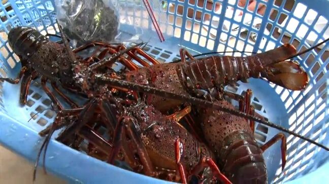 肝付町でイセエビ堪能「秋のえっがね祭り」始まる 町内4店舗でえっがね料理提供 鹿児島|TBS NEWS DIG