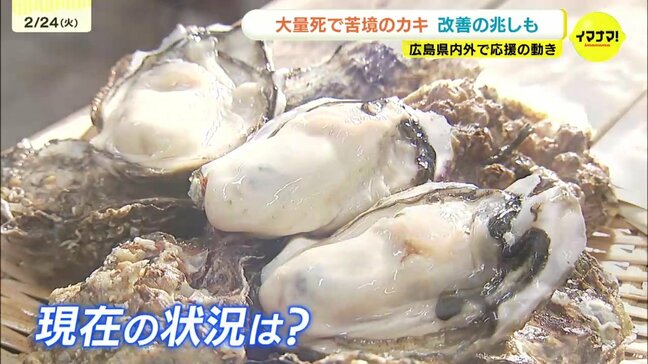 アンガールズも子どもたちも応援！大量死で苦境の「広島カキ」　年明けからは身入りよくなり旬を迎える　改善の兆しも|TBS NEWS DIG