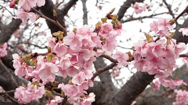 いよいよ開幕「河津桜まつり」今年は順調に開花 見頃は2月中旬に迎える見込み=静岡・河津町|TBS NEWS DIG