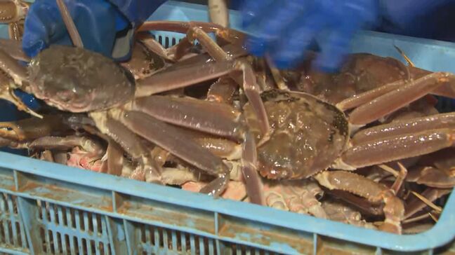 ズワイガニ漁獲可能量が決定　「若松葉がに」については数の制限が若干強化|TBS NEWS DIG