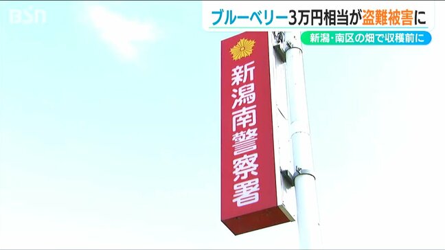 ブルーベリー10キロ およそ3万円相当が盗まれる　警察はセンサーライトや防犯カメラ設置を呼びかけ　新潟市南区|TBS NEWS DIG