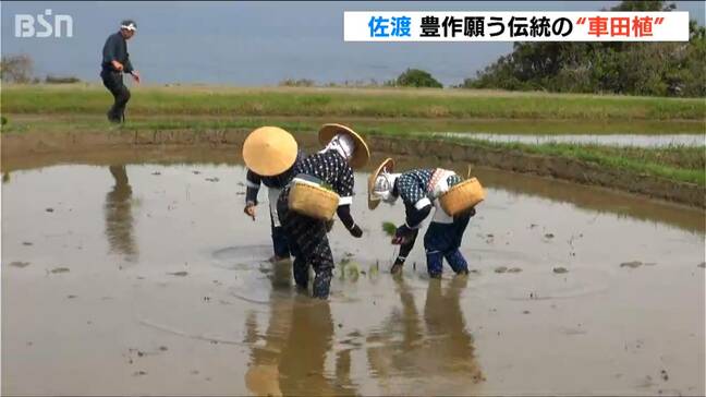 今年も豊作に…佐渡で国の重要無形民俗文化財『車田植え』|TBS NEWS DIG