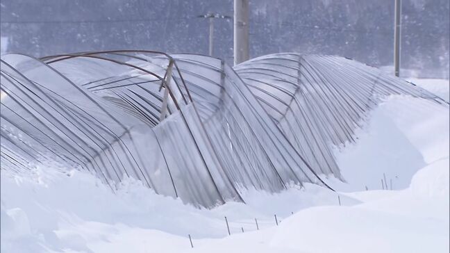 「正直魂抜けた」昭和村名産のカスミソウ栽培も…記録的大雪から2か月経過も深刻な被害　福島|TBS NEWS DIG