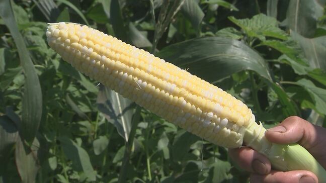 記録的猛暑続き「トウモロコシ」急成長　収穫作業に追われ農家は大忙し　うれしい悲鳴の一方、適度な雨も待ち望む日々|TBS NEWS DIG