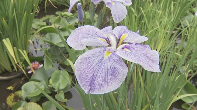 初夏を告げるハナショウブ　50品種2500株　14日まで「しょうぶ祭」　山口・光|TBS NEWS DIG