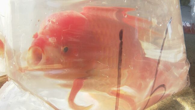 全国有数の産地で『金魚の初競り』 全長40㎝超「ジャンボ獅子頭」に高値 熊本県長洲町|TBS NEWS DIG