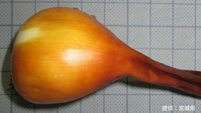 有毒植物イヌサフランの球根を食べた80代の高齢者が食中毒で死亡 玉ねぎと間違え誤食 岡山県が注意喚起【岡山】|TBS NEWS DIG