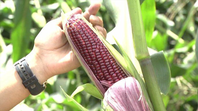 「ぎょっとするような赤い色」　赤いスイートコーンが収穫最盛期　小学生が収穫体験　|　山梨のニュース | ＵＴＹテレビ山梨