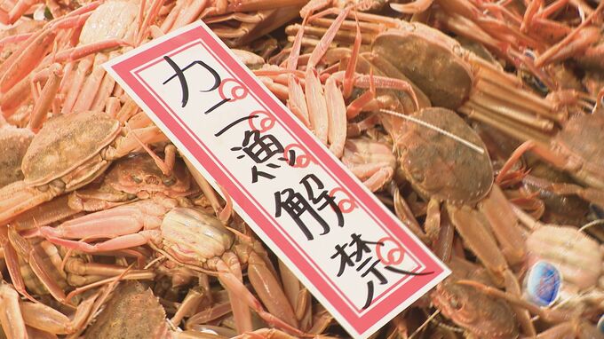 ズワイガニ漁解禁！金沢市では初物が店頭にずらり 例年よりサイズもよく身もぎっしり！|TBS NEWS DIG