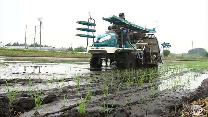 夏のような暑さから一転　21日の気温は「4月上旬～下旬並み」に　下北と三八上北には「低温注意報」発表　農家には“心配の種”「やませの影響で少し寒い」　気温差による体調管理・農作物の被害に注意を|TBS NEWS DIG