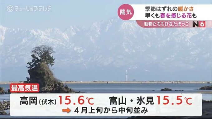 季節はずれのあたたかさ　春を感じさせる花も　動物たちはひなたぼっこ　富山　|　富山のニュース｜天気・防災｜チューリップテレビ