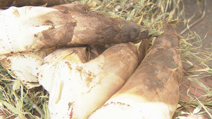 裏年でもおいしい！旬のタケノコに大行列が　|　石川県のニュース｜MRO北陸放送