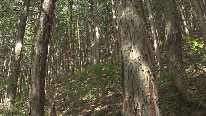 森林税「知らない」が4割　500円の税額や使い道知っているのは2割に留まる【県政アンケート調査】SNS使った若者へのアプローチなど積極的な情報発信展開へ|TBS NEWS DIG