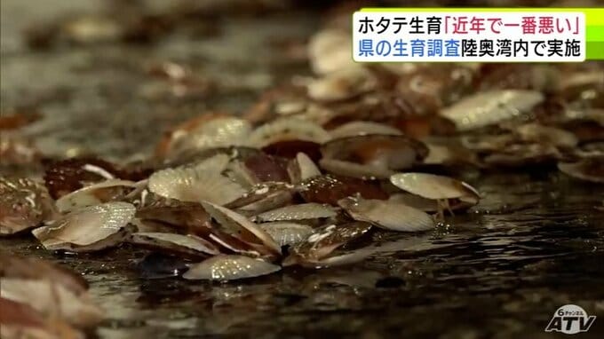 「近年で一番悪い」青森県による陸奥湾ホタテの実態調査はじまるも生育が例年より遅れているところも…「大中小とまばらな成長で歩留まりもあまり良くない結果」　調査結果を7月に公表|TBS NEWS DIG