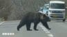【クマ出没注意】北海道でクマの出没相次ぐ…道路脇から出てきてゆっくりと横断し茂みに消える　北海道斜里町《動画付き》　|　北海道のニュース｜HBC北海道放送